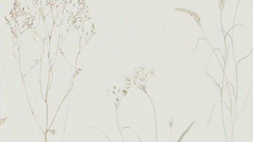 Farne Grasses 216488
